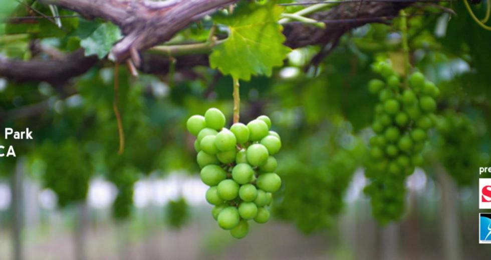 2013 Save Mart Grape Escape Comstock's magazine